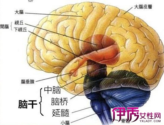 【图】天气寒时脑干出血情况如何 分享脑干血的注意事项