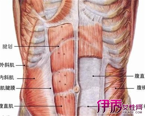 腹股沟疼痛是什么原因图片