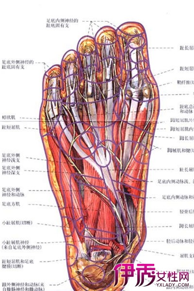 【图】盘点足部反射区图及图解 告诉你28个反射区定位