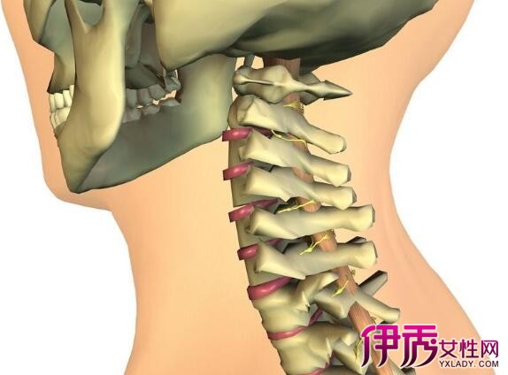 【圖】正常人的頸椎結構圖是怎樣的 頸椎的正常解剖結構