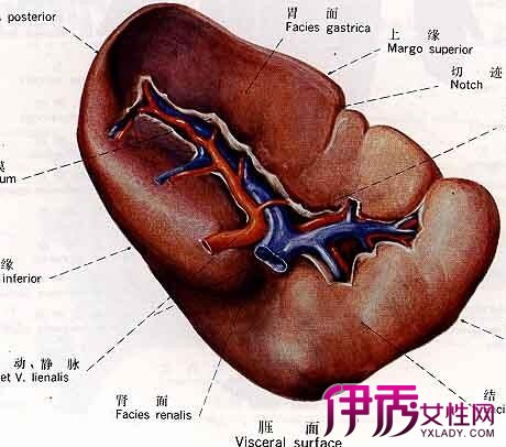 【图】女性腹股沟淋巴结位置图 资深医生为你