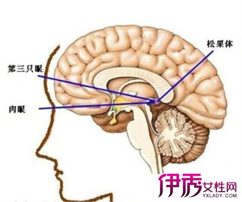 【圖】腦垂體分泌的激素是什麼 解析五大激素的功能