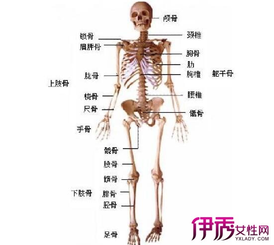 【圖】人體手腕骨骼結構圖大展現 影響兒童骨骼發育的因素有哪些