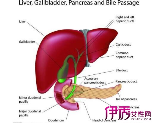 【乙肝病毒变异的表现】【图】乙肝病毒变异的