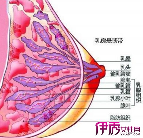 【图】乳腺导管癌预后怎么办 乳腺导管癌的术