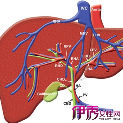 【肝癌介入治疗后的不良反应】【图】肝癌介入