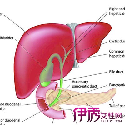 【肝癌介入治疗后的不良反应】【图】肝癌介入