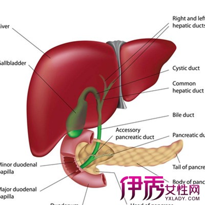 【肝癌介入治疗后的不良反应】【图】肝癌介入