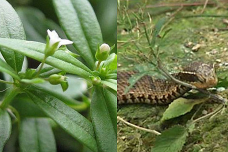 蛇猛植物图片图片