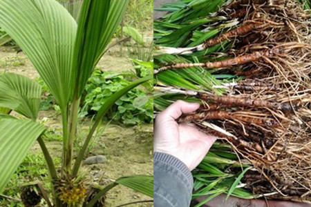 【图】仙茅的作用与功效你了解吗 食用此物一定得注意这些