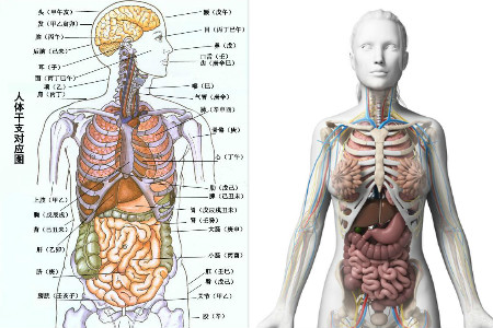 人的肚子器官图解图片
