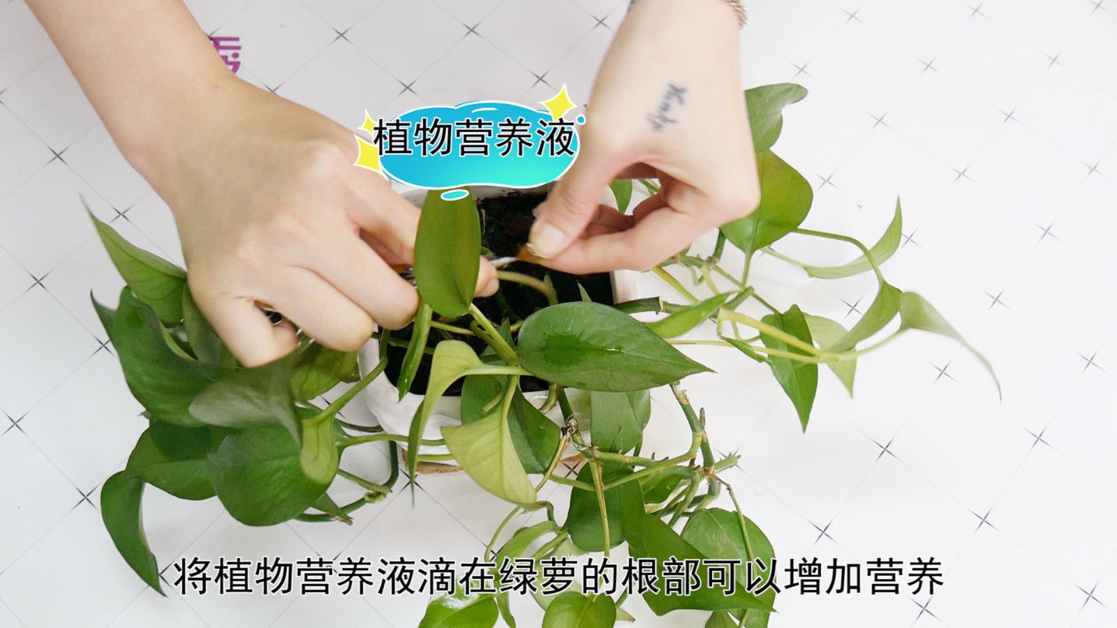 自制绿萝营养液(家庭自制植物营养液)