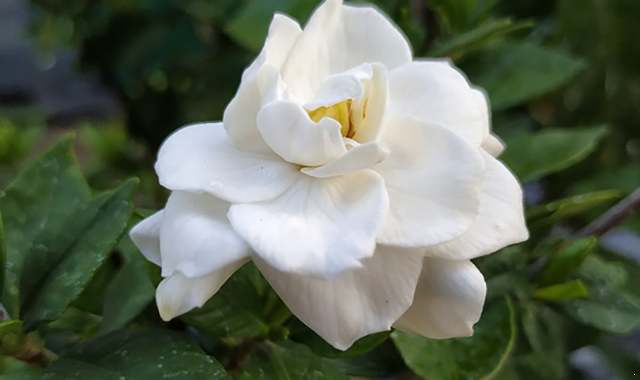 cape-jasmine-4104327_960_720.png