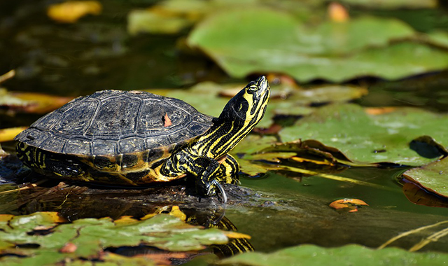 turtles-4312790_960_720.png