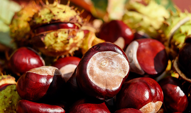 chestnut-1710748_960_720.png