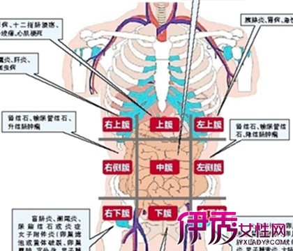 左腹部器官分布图图片