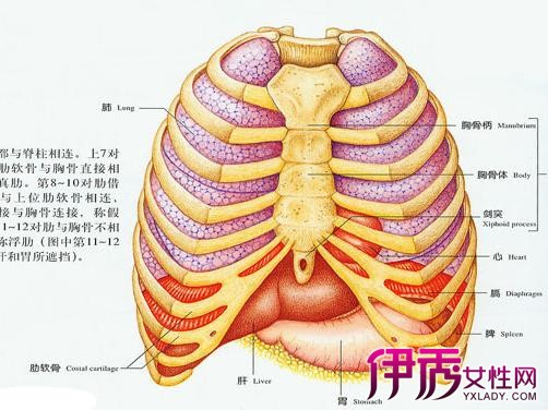 肋骨骨折多久能好图片